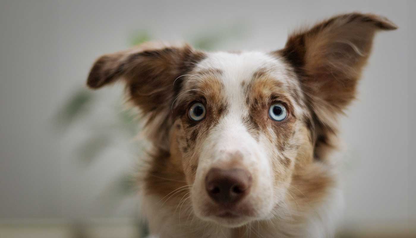 Công ty TNHH Thương mại Golden Sweets Việt Nam