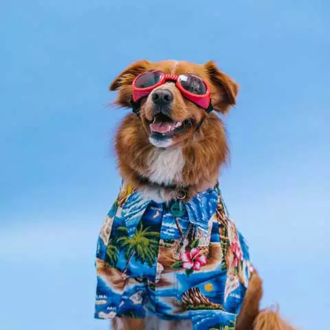 Công ty TNHH Thương mại Golden Sweets Việt Nam